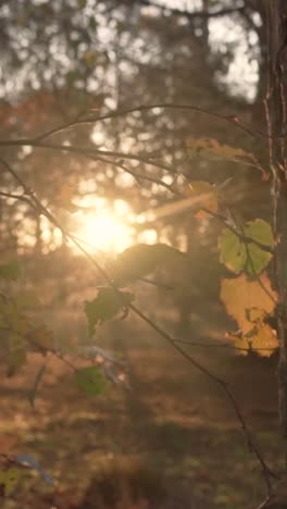 golden hour forest scene