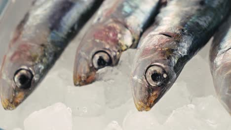 fresh sardines on ice