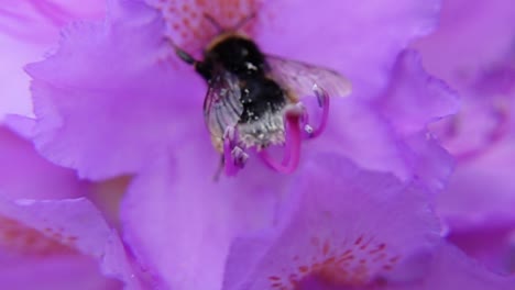 Abejorro-De-Cola-De-Ante-En-Flor-Rosa-En-Flor-En-El-Jardín