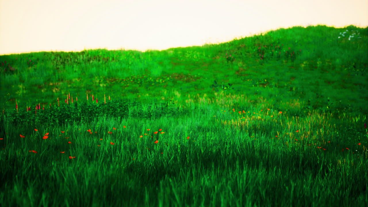 Lush greenery and vibrant wildflowers bloom under the morning sun in the meadow