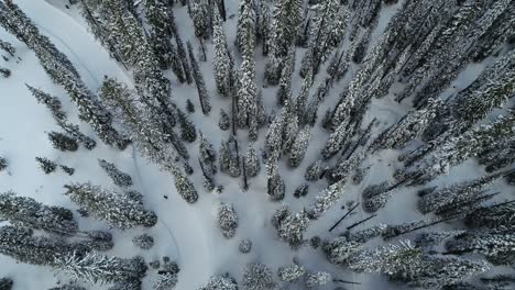 birdseye aerial view of human person walking on a snowy path in forest on winter season, top down drone shot