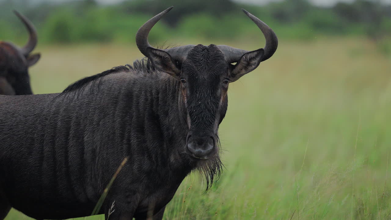 Wildebeest in African Savanna