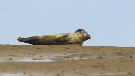 Joven-Foca-Moteada-En-Una-Posición-Acostada-En-La-Playa-De-Arena