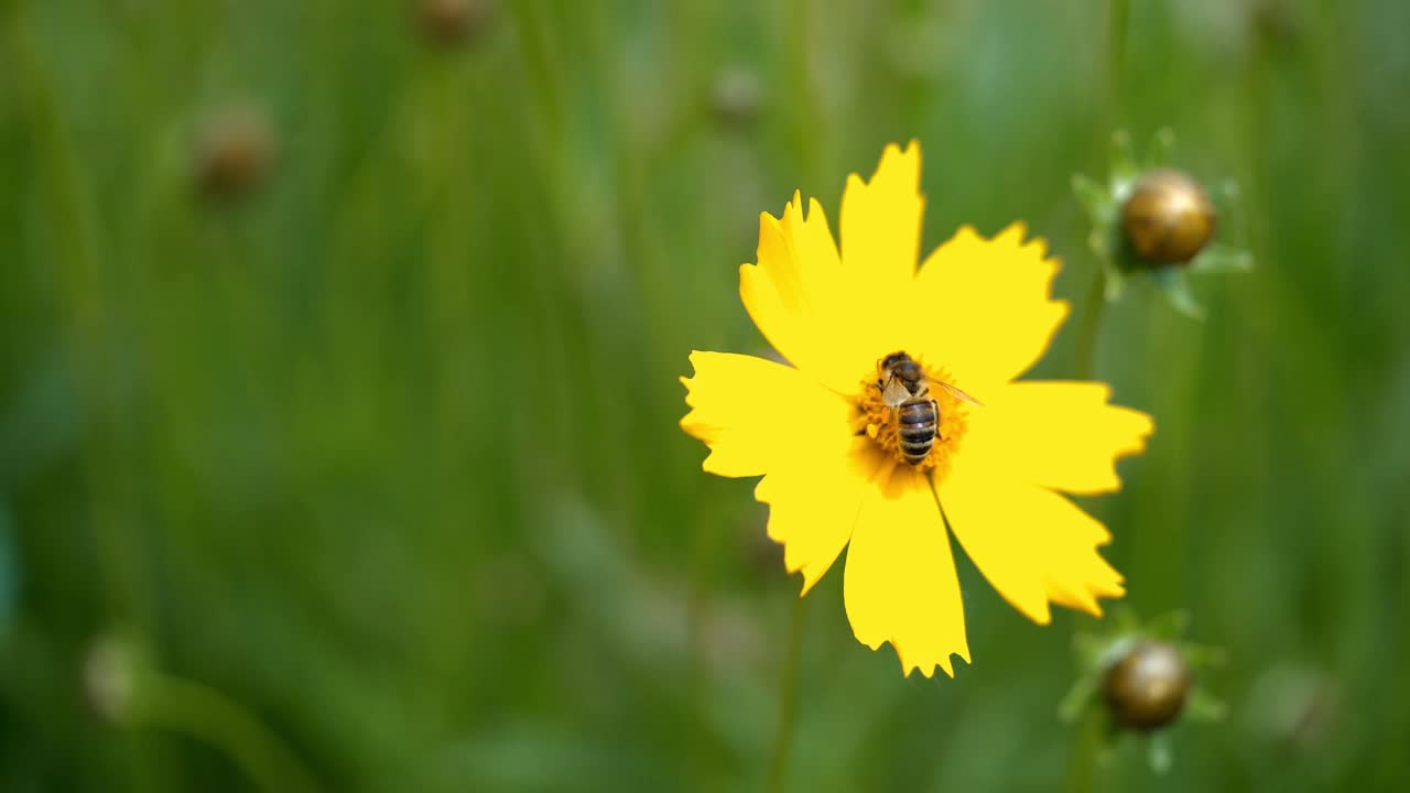 Honey bee collecting pollen on a bright yellow flower. Yellow daisy