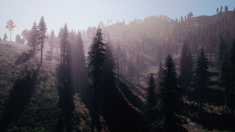 Evergreen-fir-trees-with-cones,-peaks-of-French-Alps-mountains