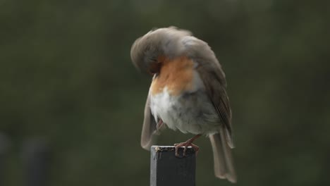 Petirrojo-Limpiando-Sus-Plumas-Con-Su-Pico