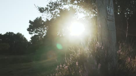 Sunlit Trail Marker in Woodland