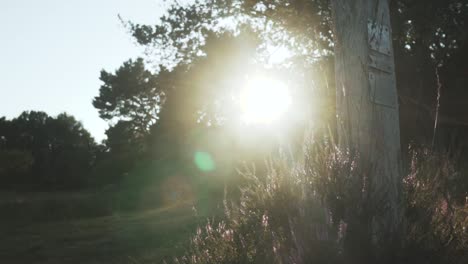 sunlit trail marker in woodland