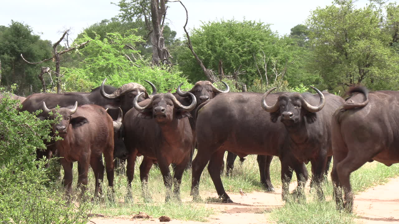 manada de búfalos africanos del cabo mirando hacia la cámara