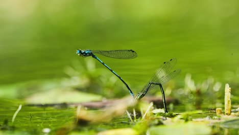 two dragonflies mating on flat grass leaf in shallow water, texel netherlands - close-up