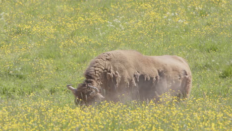 european bison with shaggy coat blows up dust standing in lush meadow, sweden