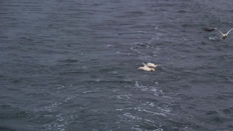 Alcatraces-Del-Norte-En-La-Superficie-Del-Océano-Después-De-Bucear-Para-Tratar-De-Obtener-Restos-De-Pescado-Arrojados-Desde-Un-Barco-Que-Pasa