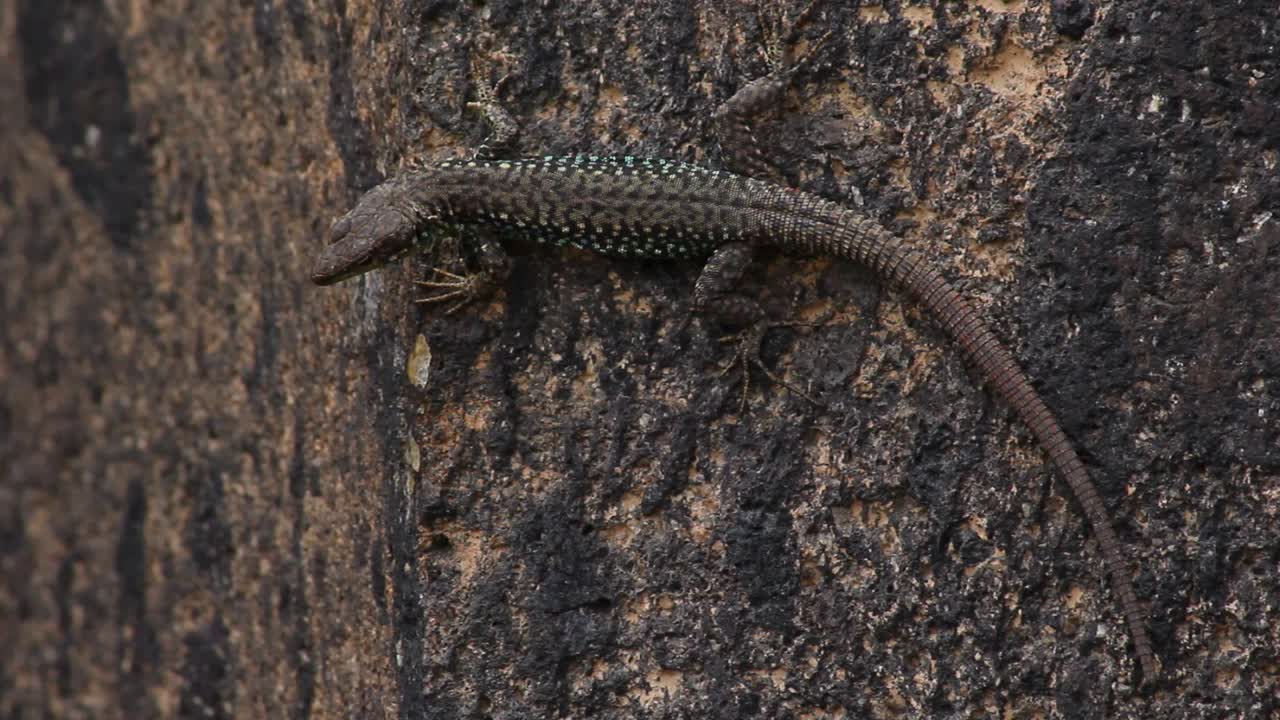 Wall lizard with brownish scales on dark stone background full body, close up