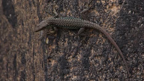 Lagarto-De-Pared-Con-Escamas-Marrones-Sobre-Fondo-De-Piedra-Oscura-De-Cuerpo-Completo,-De-Cerca