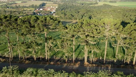 Fila-De-Pinos-Brasileños-En-Un-Camino-De-Tierra,-Vista-Aérea