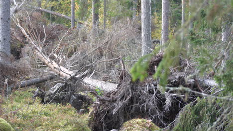 el árbol se ha caído después de la tormenta, estático