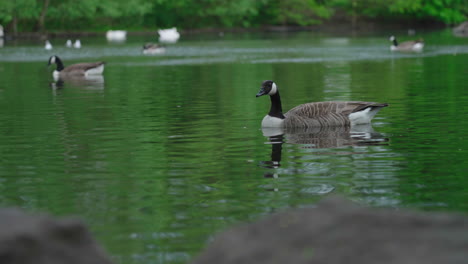 Kanadagans-Trinkt-Wasser,-Während-Sie-Auf-Einem-Teich-Mit-Spiegelreflexion-Schwimmt