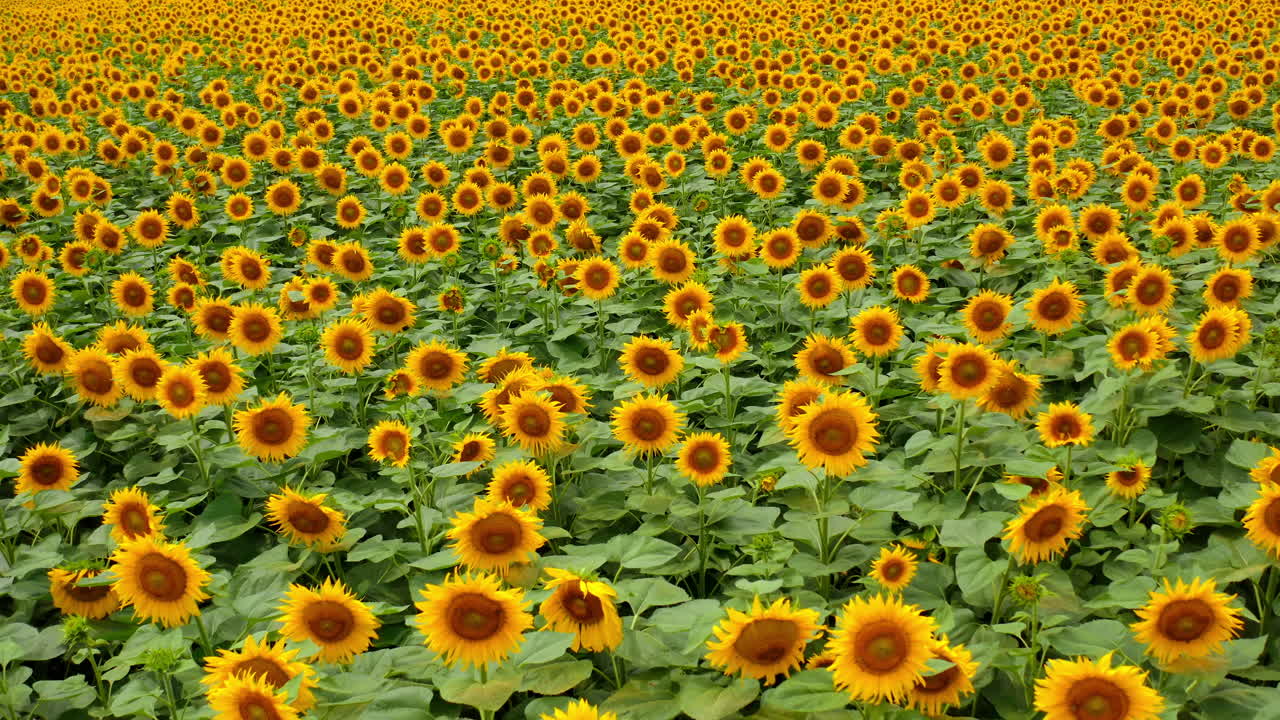 Blooming sunflowers in the vast field. Beautiful flowers shaking in the wind. Yellow sunflowers backdrop.