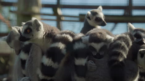 Cute-Ring-Tailed-Lemurs-cuddling-in-a-zoo-K