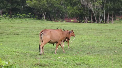 cows in a field