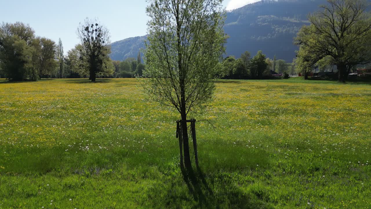 Coniferous tree in Swiss meadows with guard fencing for supporting growth