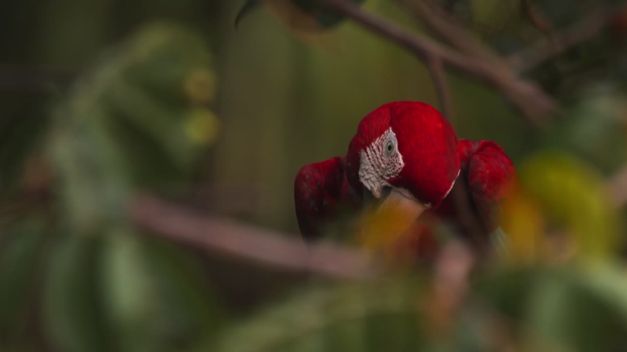 Scarlet Macaw super Close-Up with magnificent curved beak, observing surroundings in Lush Peruvian Rainforest
