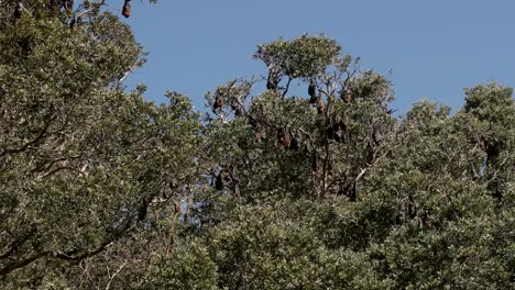 gran grupo de murciélagos frugívoros colgando de un grupo de árboles