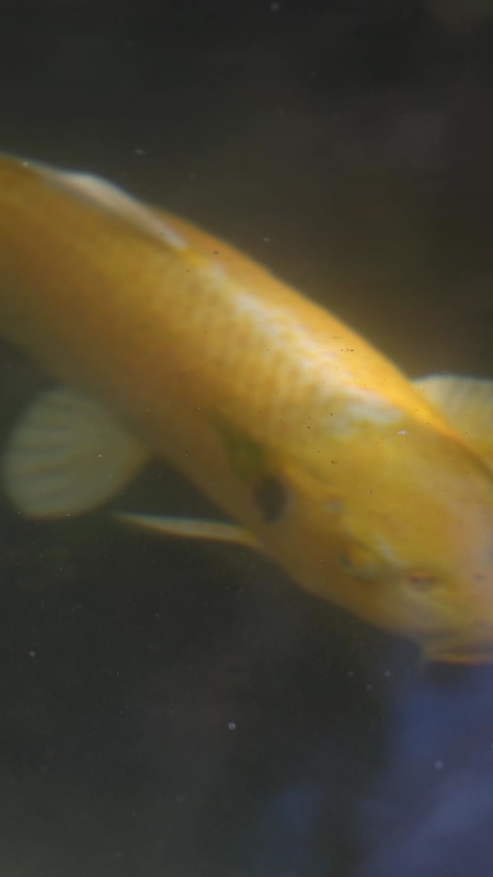 изящные рыбы кои скользят по спокойным водам