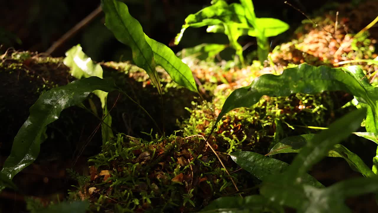 la luz del sol iluminando el musgo y las hojas en la selva tropical