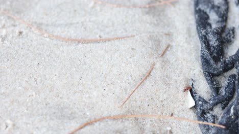 ant struggles with a feather on sandy surface