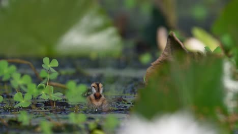 Küken-Von-Jacana-Im-Lebensraum