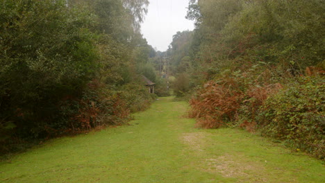 looking down an access track in the new forest