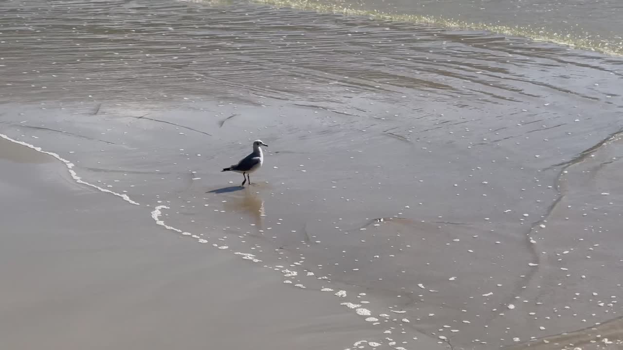 Seagull looking for its first meal of the day
