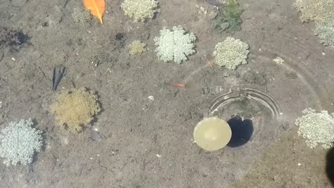 sea anemone moving from one location to the next in its natural habitat in a mangrove