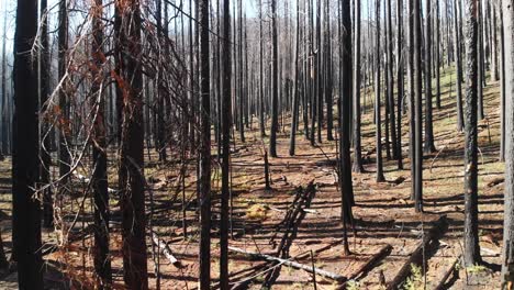 Aerial-Shot-Flying-Through-Burned-Trees-After-Destructive-Wildfire