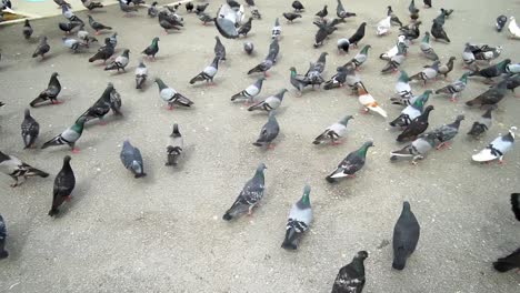 slow motion pigeons walk and fly