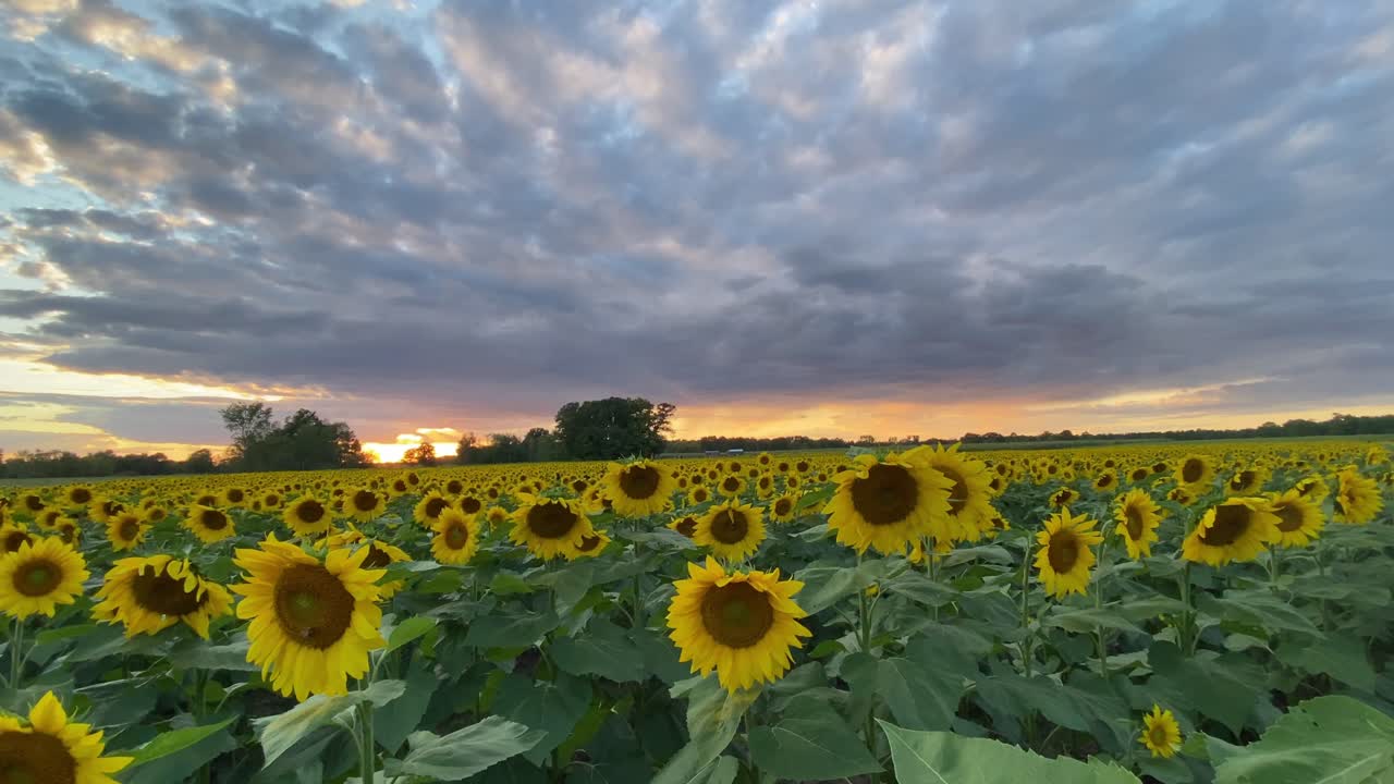 paisaje campo de girasoles con puesta de sol con nubes