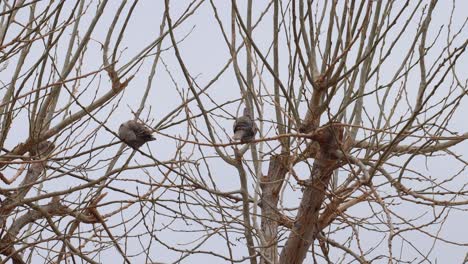 Palomas-De-Cuello-Anillado-En-4k-En-Un-árbol-De-Invierno