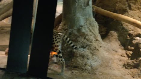 African Wild Cat Says_Piss Off