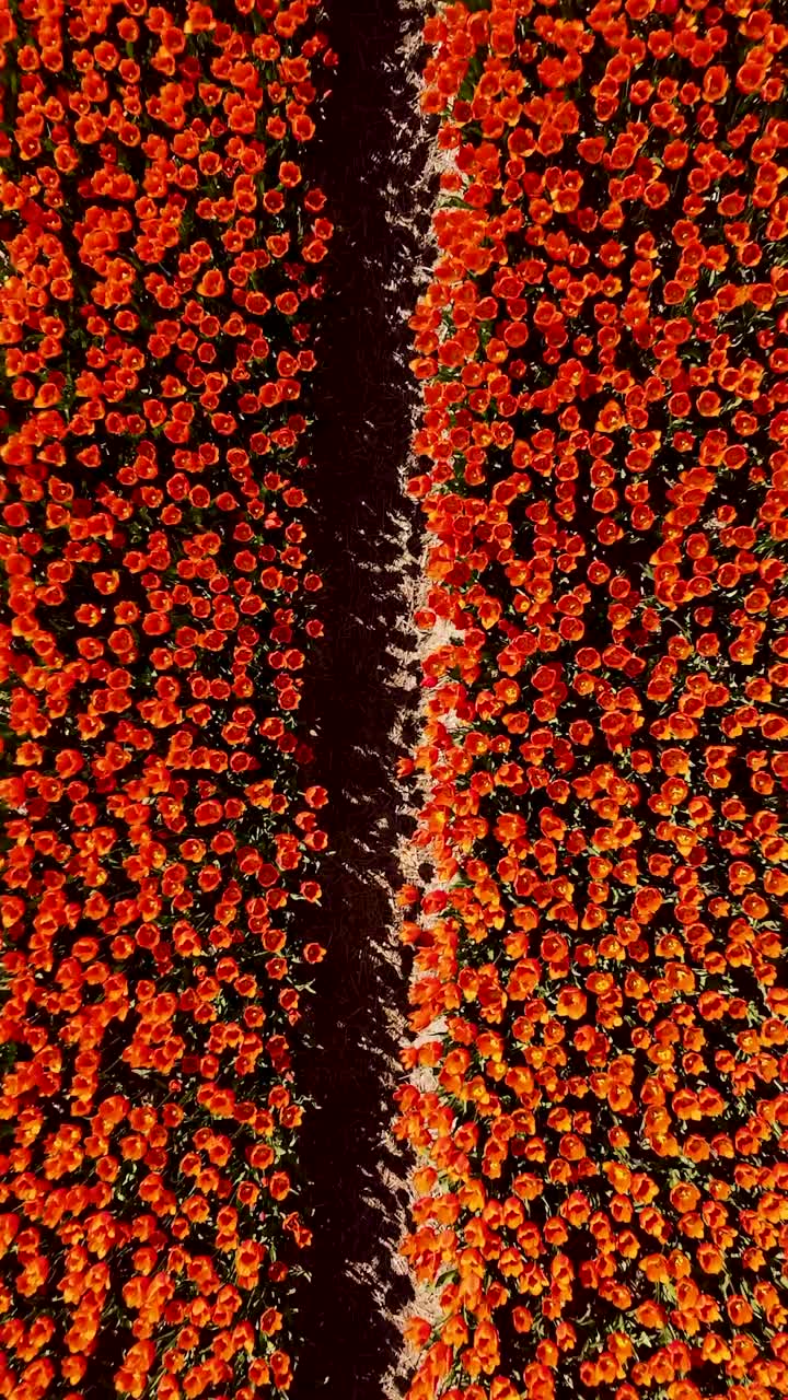 Red Tulip Field Aerial View