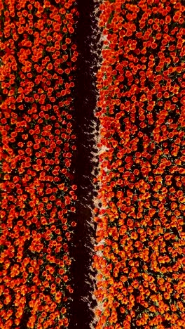 red tulip field aerial view