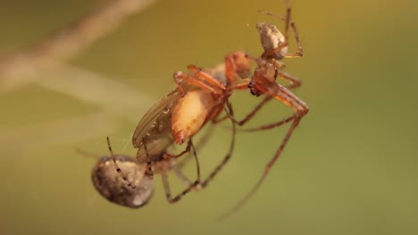 Nahaufnahme-Einer-Makroaufnahme-Zweier-Spinnen,-Die-Um-Das-Gefangene-Opfer-Kämpfen