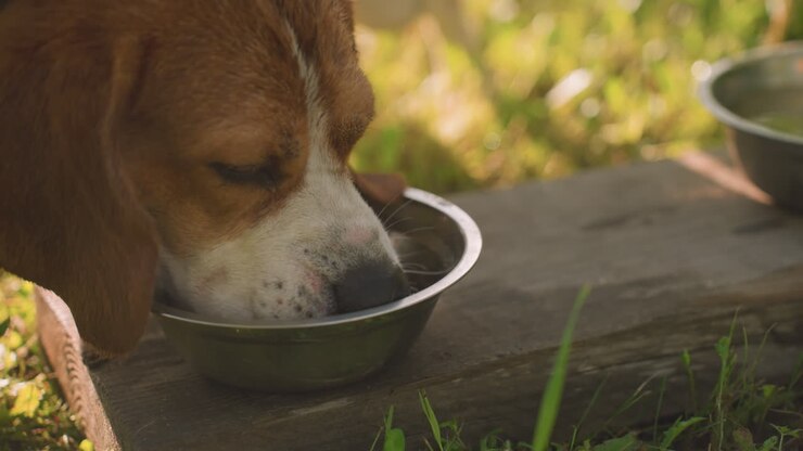 close up de cão na coleira comendo de uma tigela de metal colocada em uma tábua de madeira em um jardim ao ar livre exuberante, cercado por vegetação vibrante sob a luz solar quente