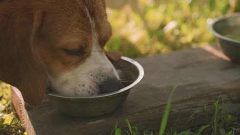 close up of dog on leash eating from metal bowl placed on wooden plank in lush outdoor garden, surrounded by vibrant greenery under warm sunlight