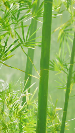 close up of bamboo shoots