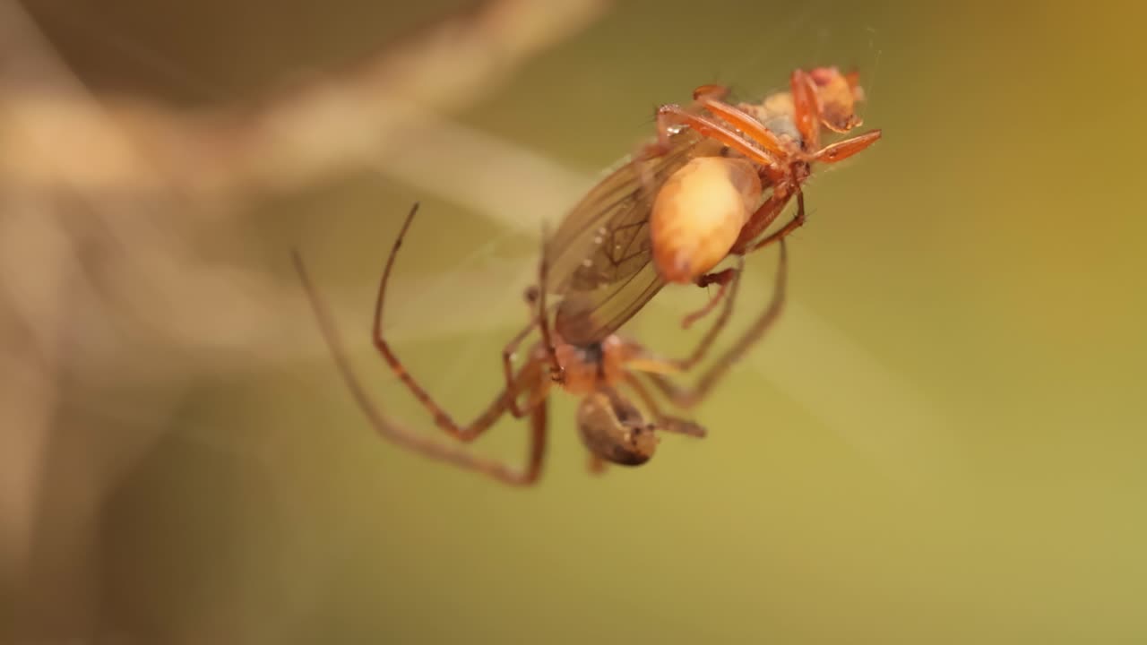 una foto macro de cerca de una araña agarró a la víctima y la envolvió en una red.