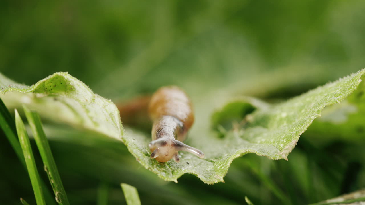 gran babosa en la hierba verde. increíble invertebrado