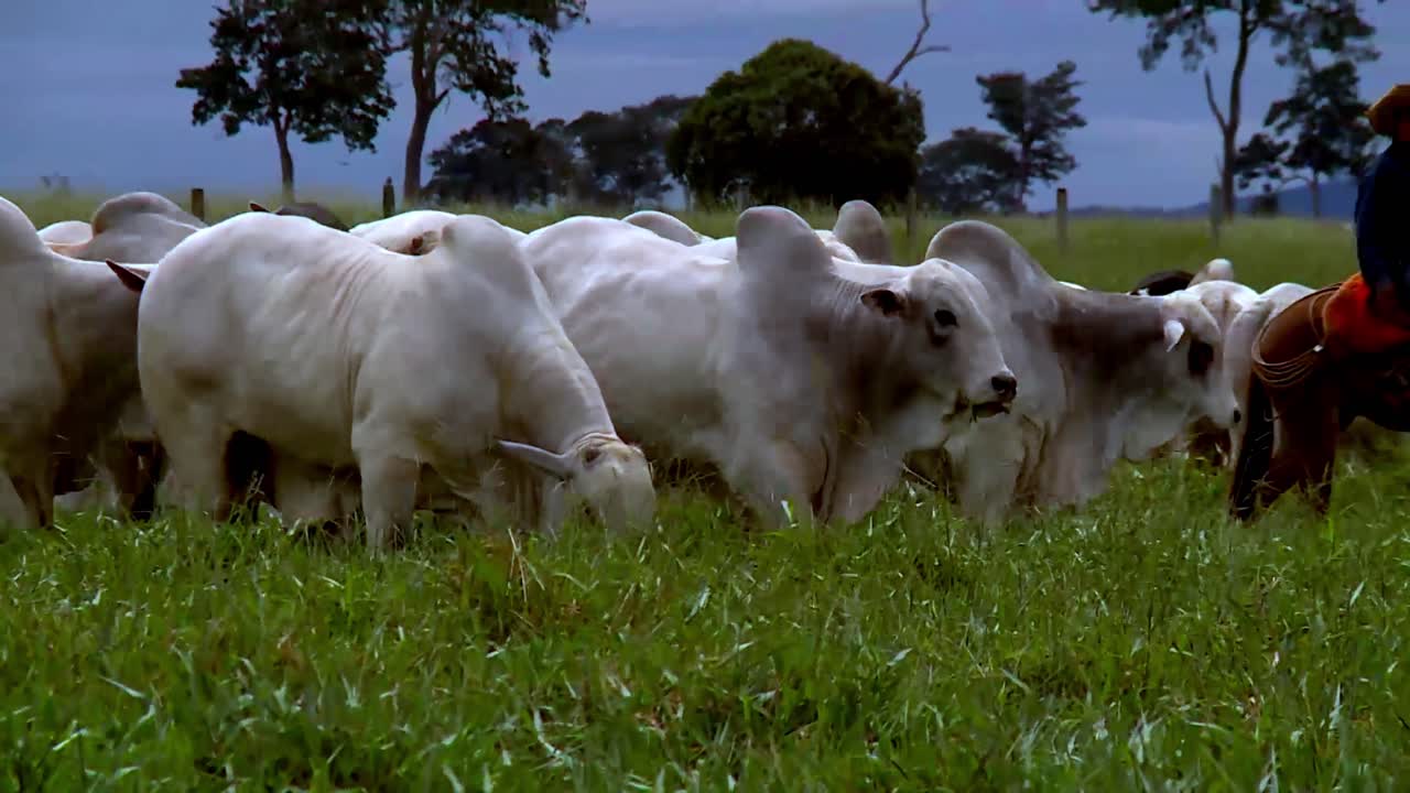 Gado Nelore, raça de gado de corte originária da Índia, agora popular no Brasil
