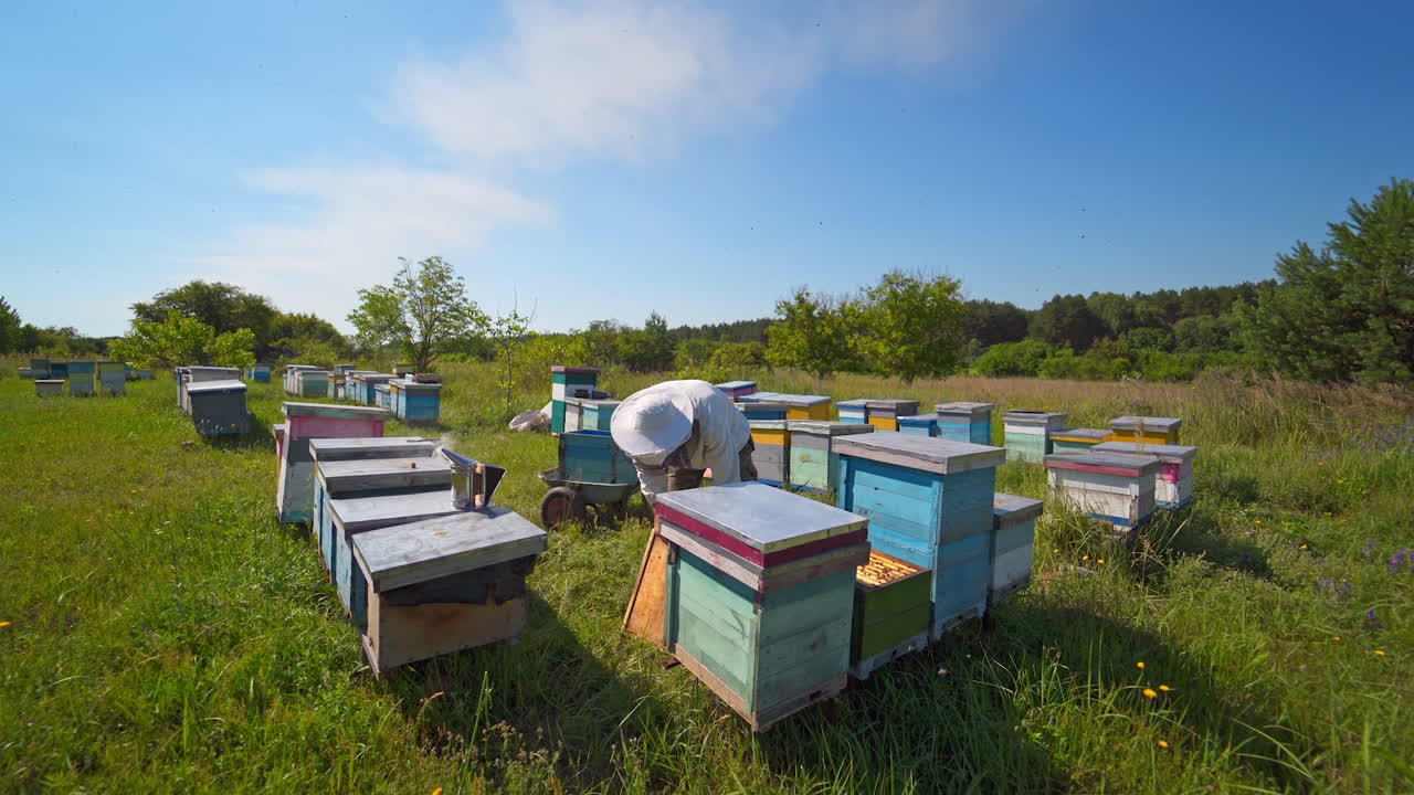 The beekeeper holds a honey cell with bees in his hands. Apiculture. Apiary. Video of apiarist on sunny day.
