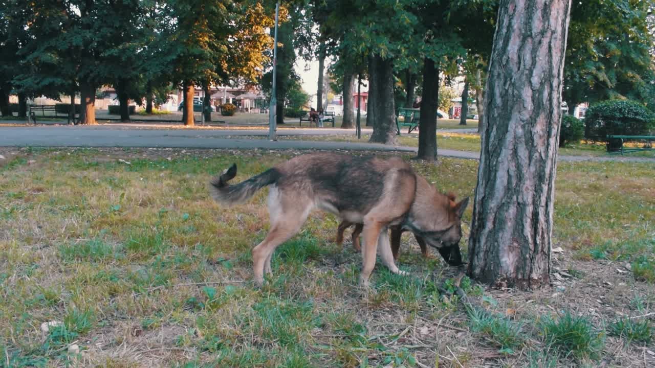 perros callejeros olfateando un árbol en un parque público con árboles y tráfico en el fondo